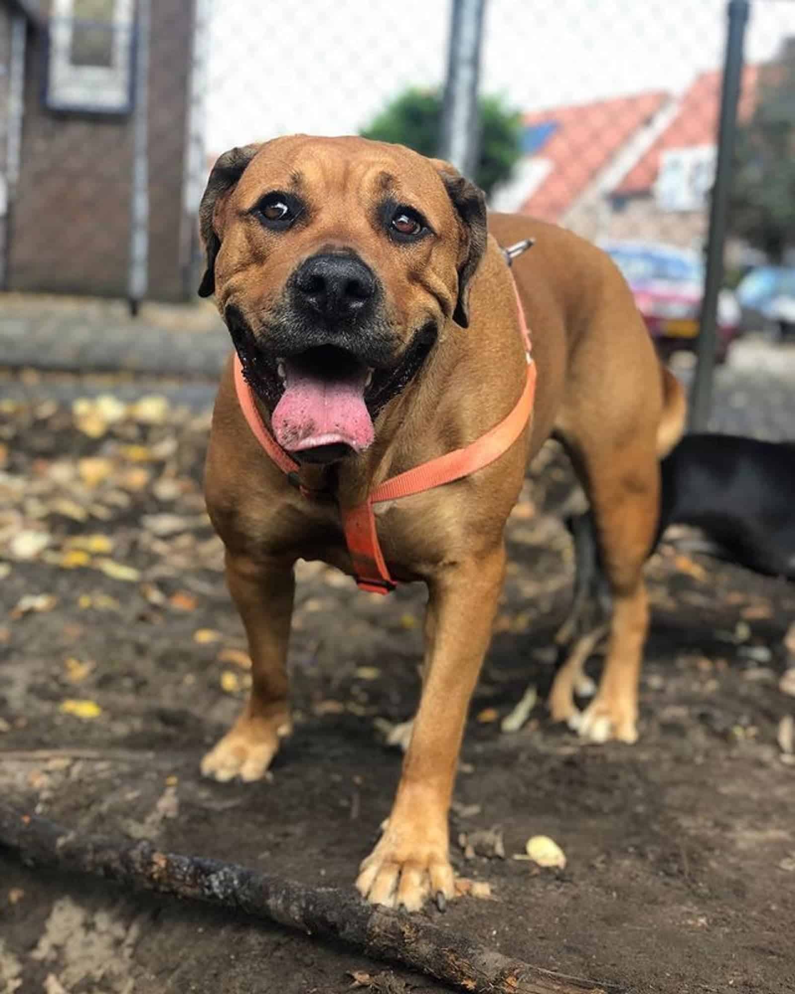 boerboel rottweiler in the yard