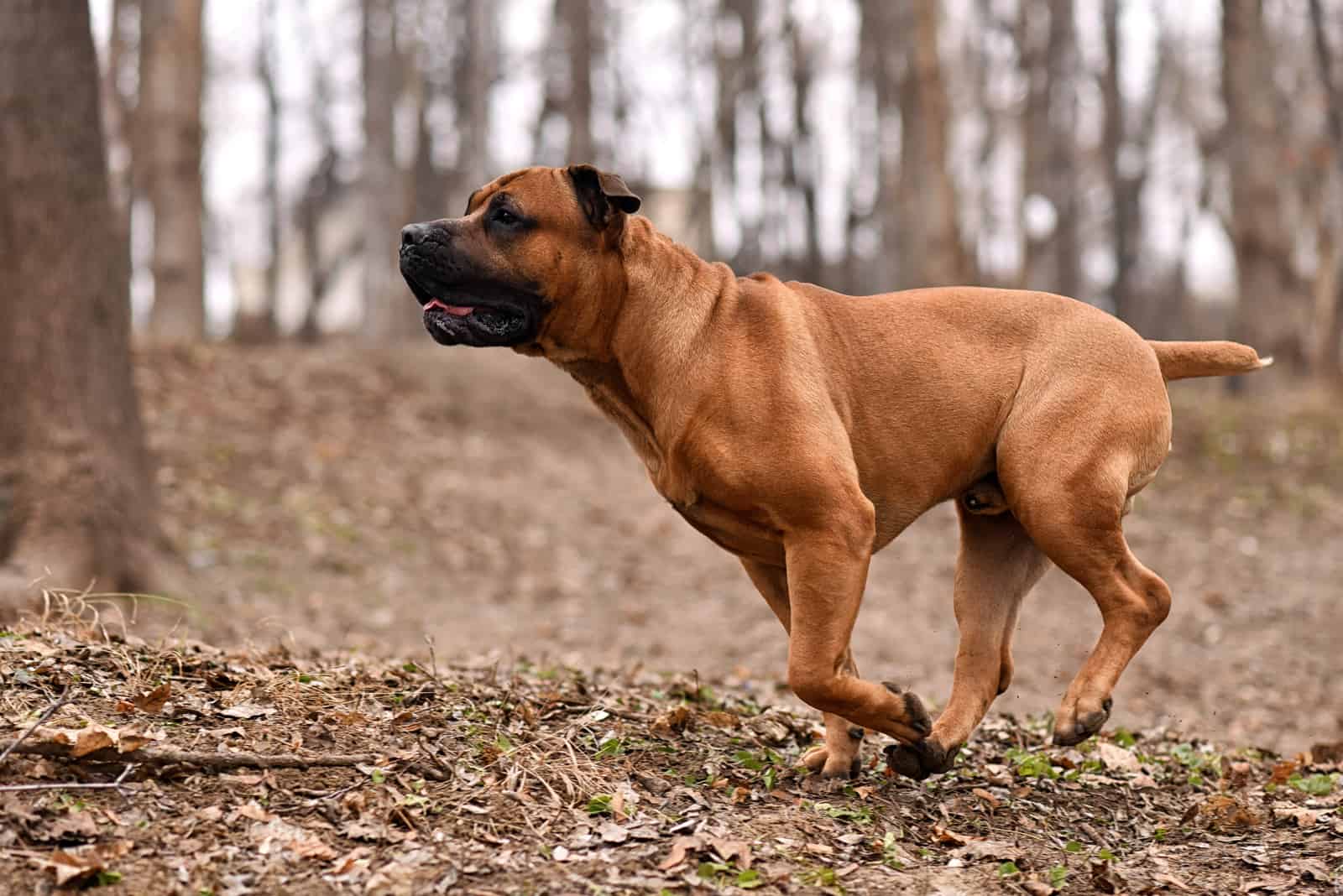 Boerboel running in woods