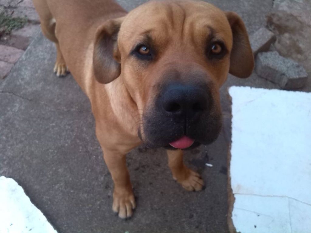 boerboel shar pei mix