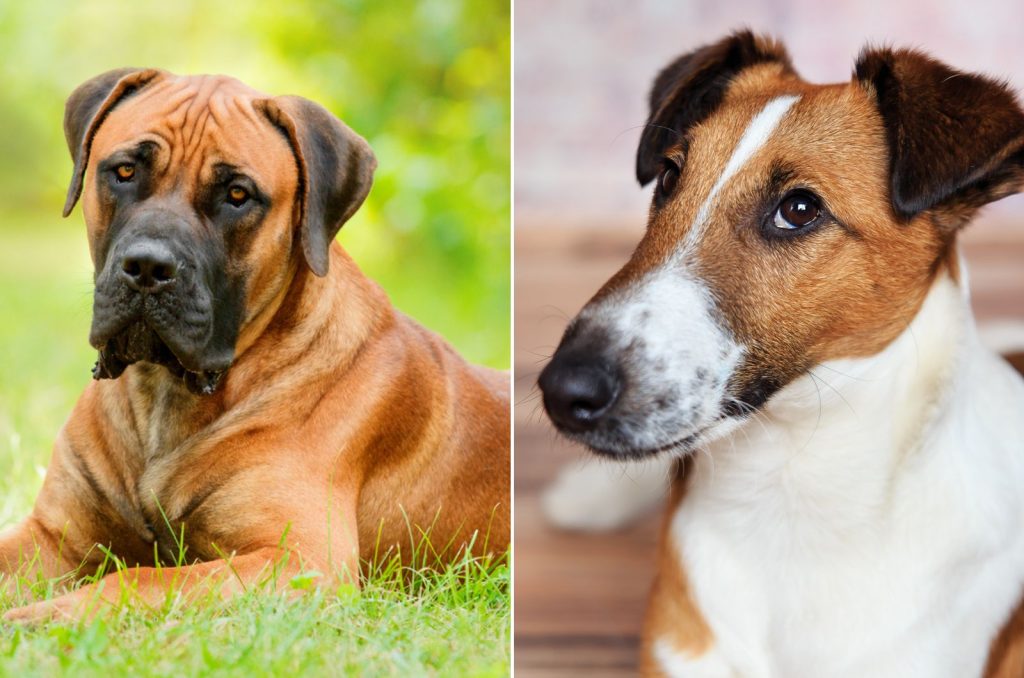 boerboel smooth hair fox terrier