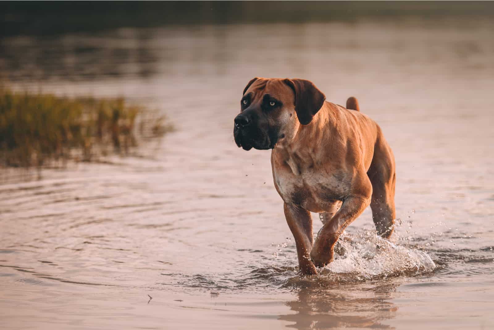 Boerboel walking on water