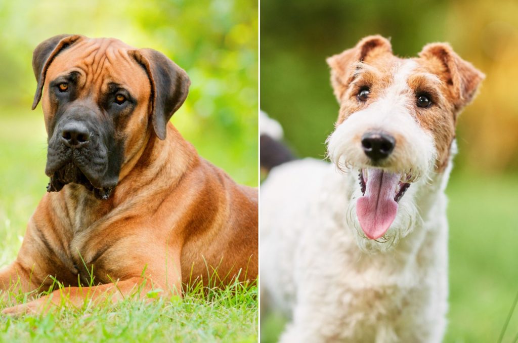 boerboel wiry fox terrier