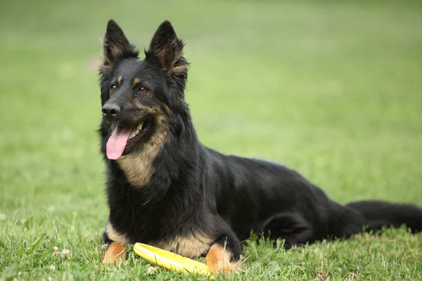 Bohemian Shepherd lies on the grass