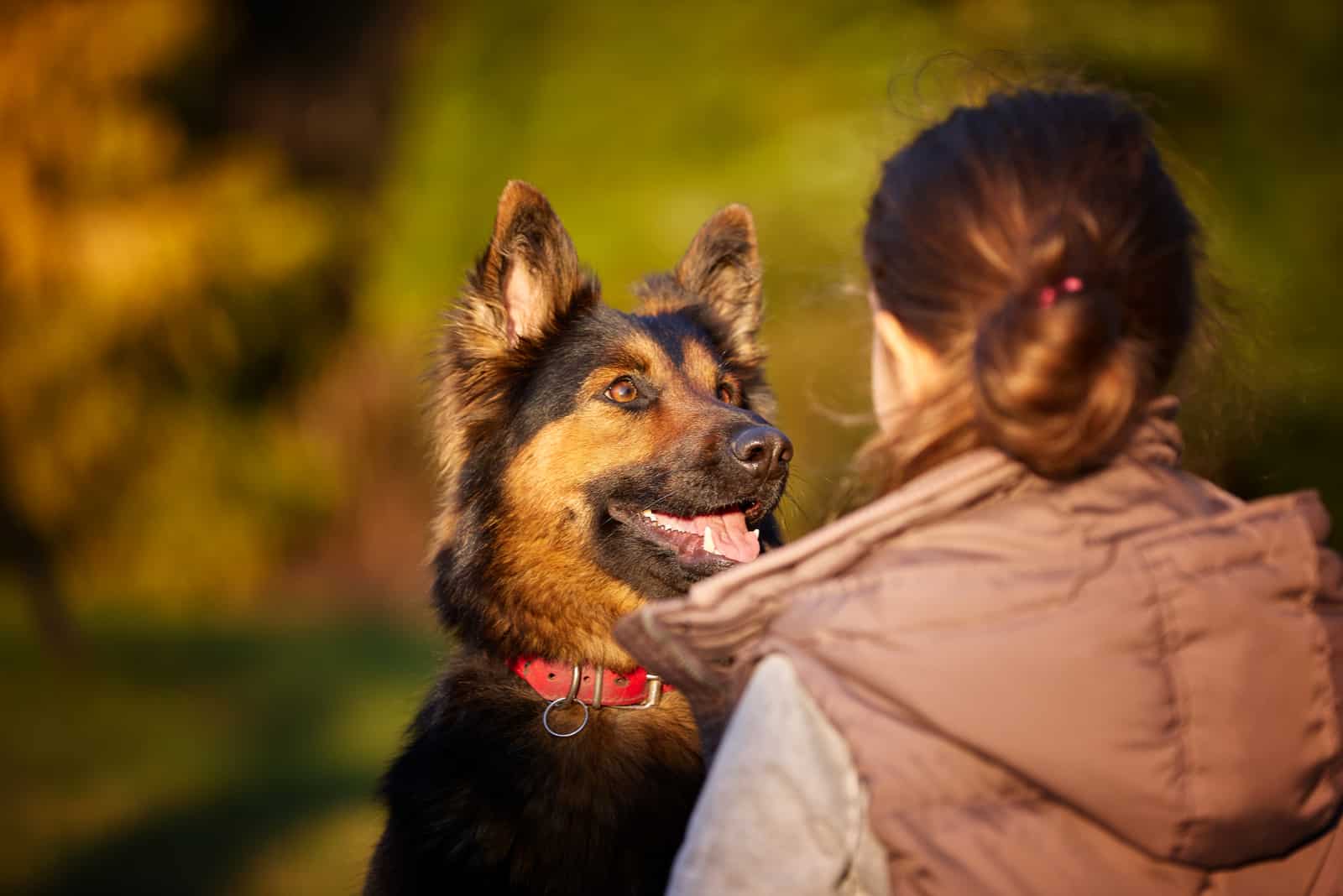 Bohemian shepherd