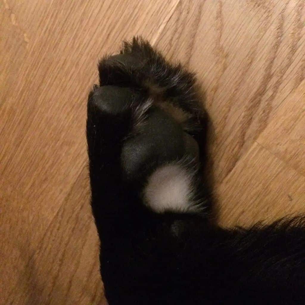 bolo mark on a black lab's paw