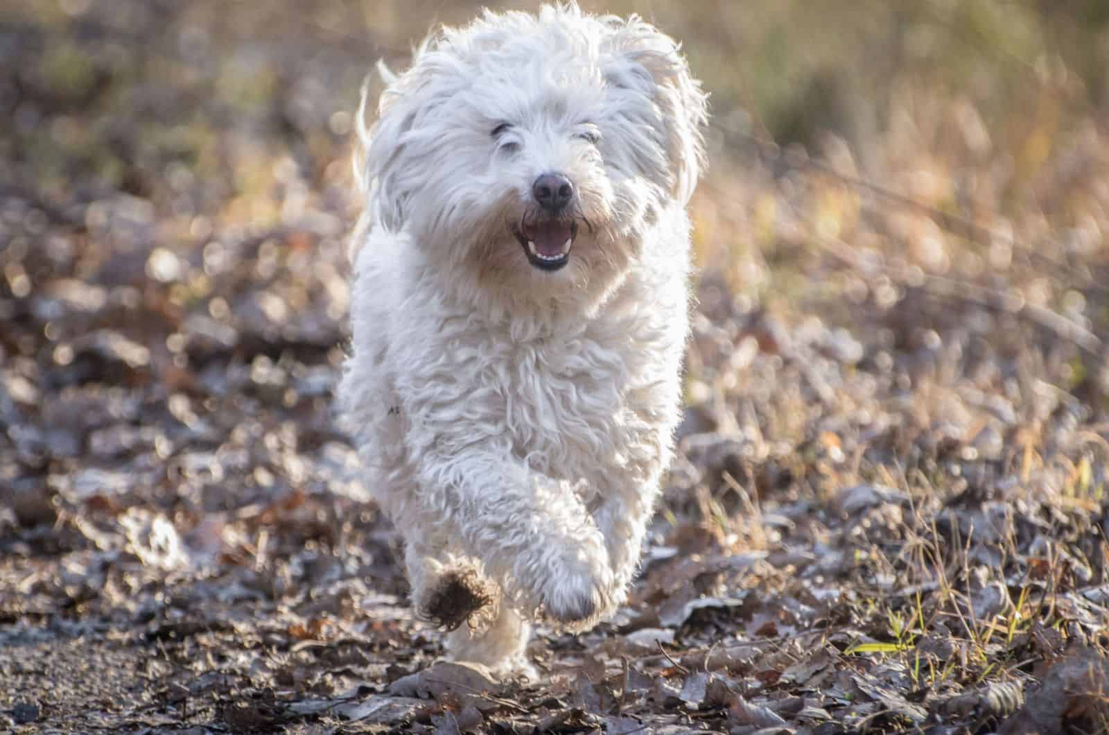 Bolognese dog running