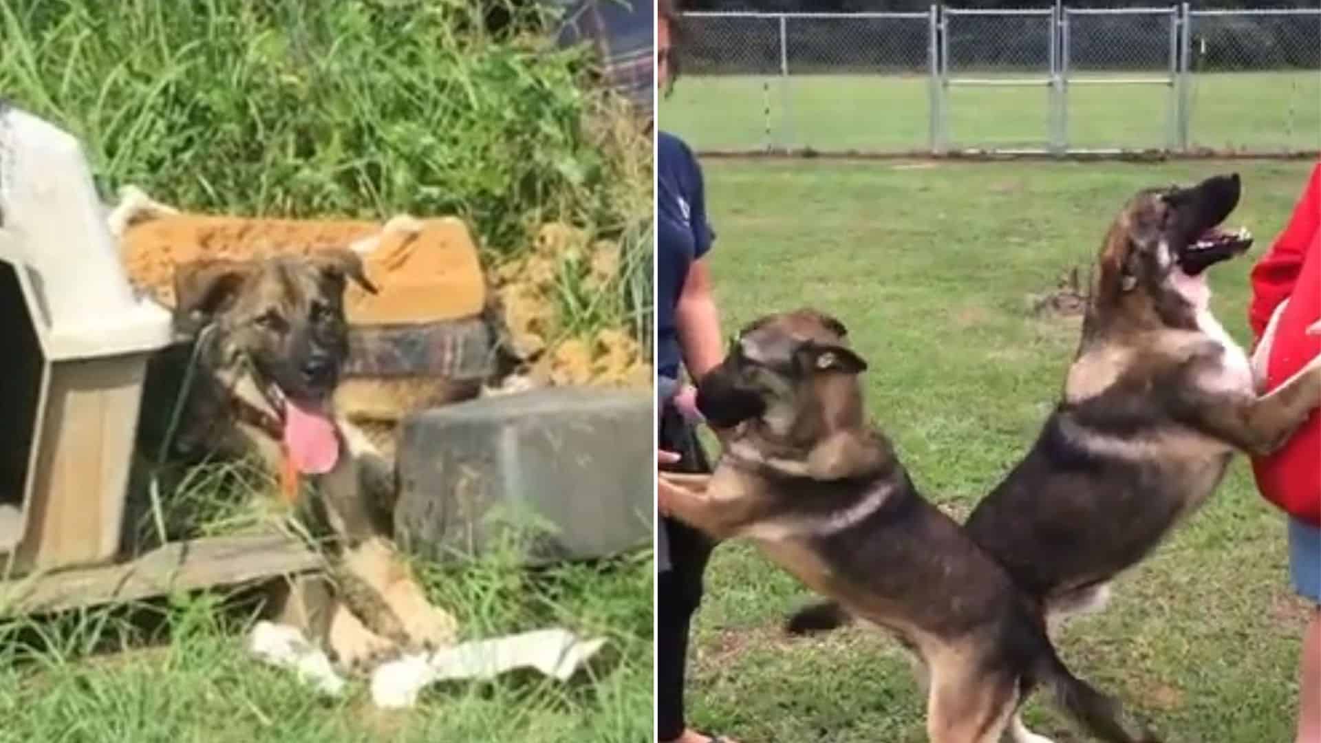 A Couple Of Chained GSDs Get Their Transformation Into Stunning Dogs