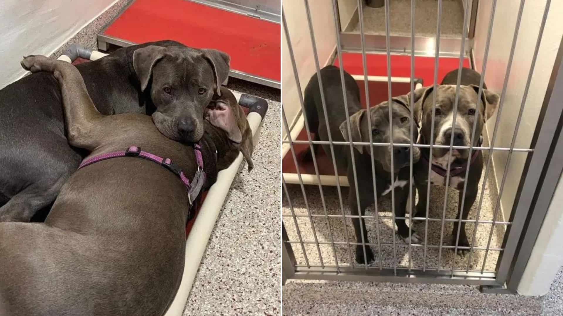 These Two Pitbulls Simply Had To Be Adopted Together