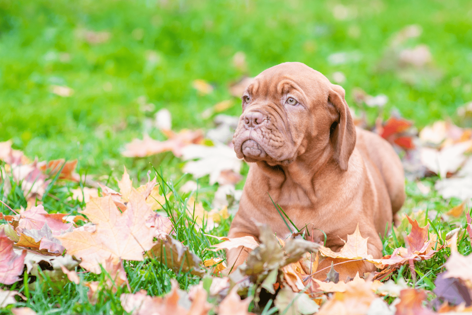 Bordeaux puppy lying on the grass