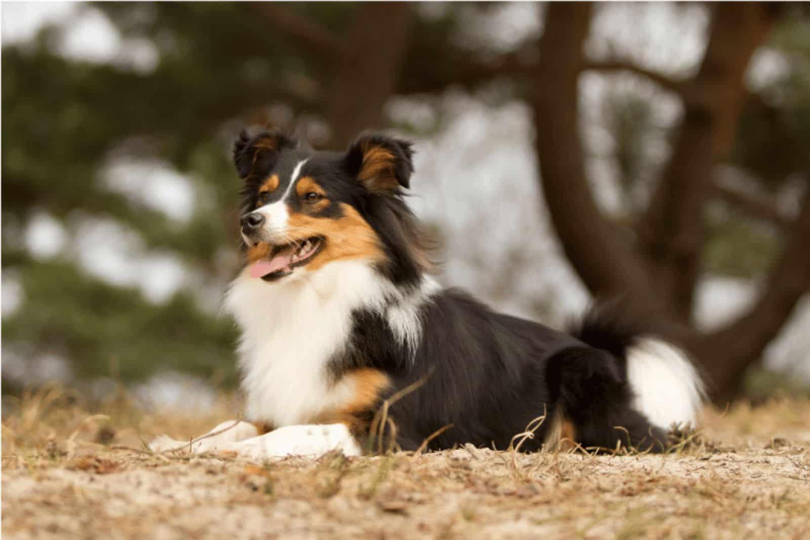 border collie and dachshund