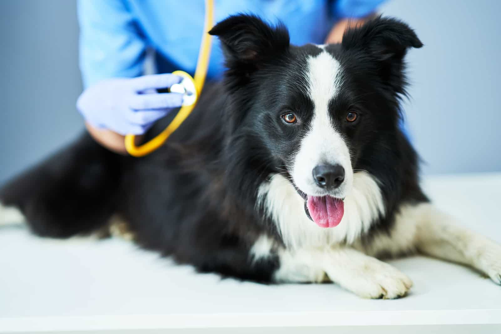 border collie at the vet