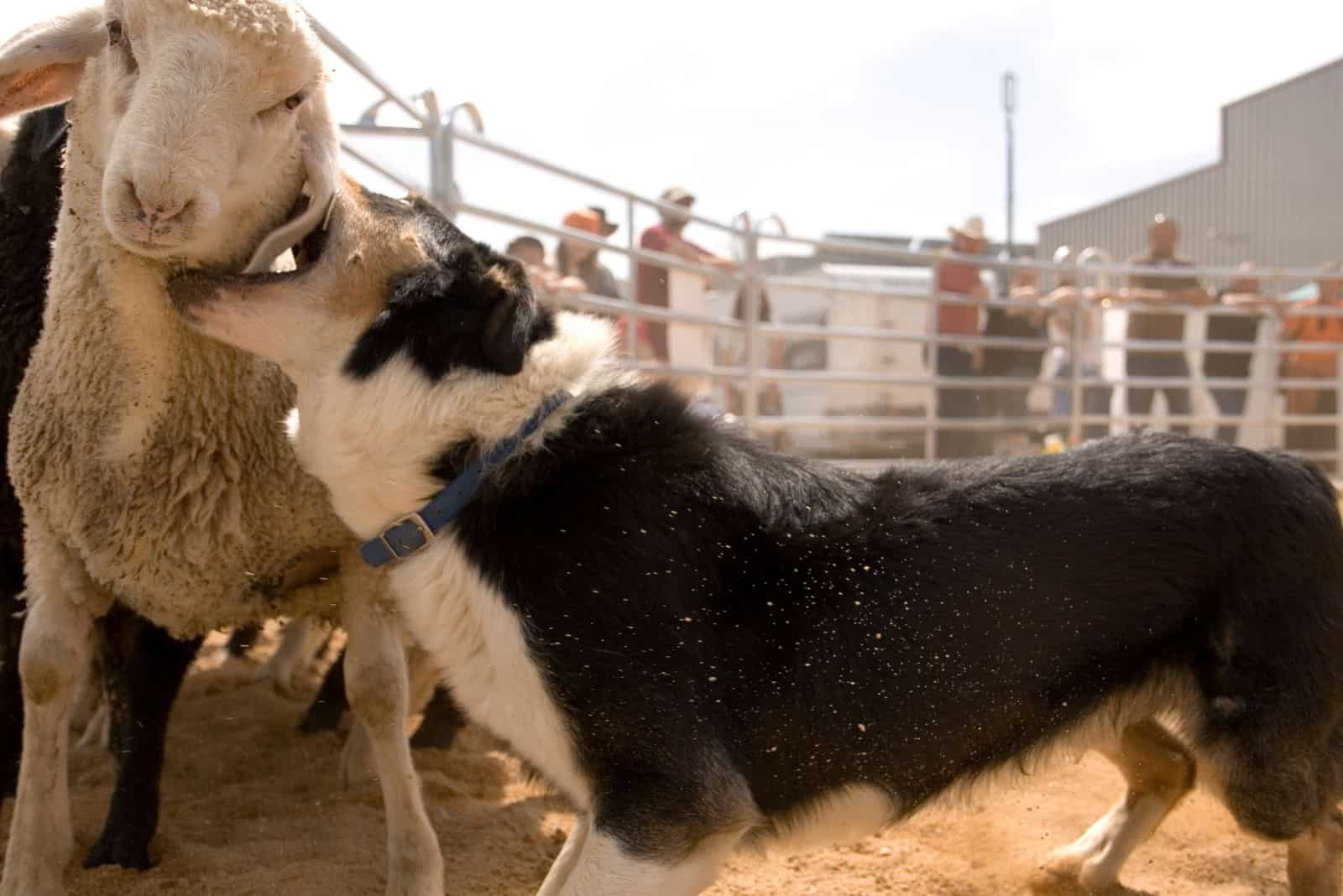 border collie at work herding on the sheep