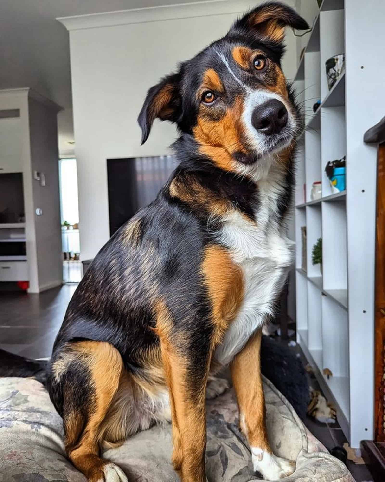 border collie australian kelpie mix sitting on the couch