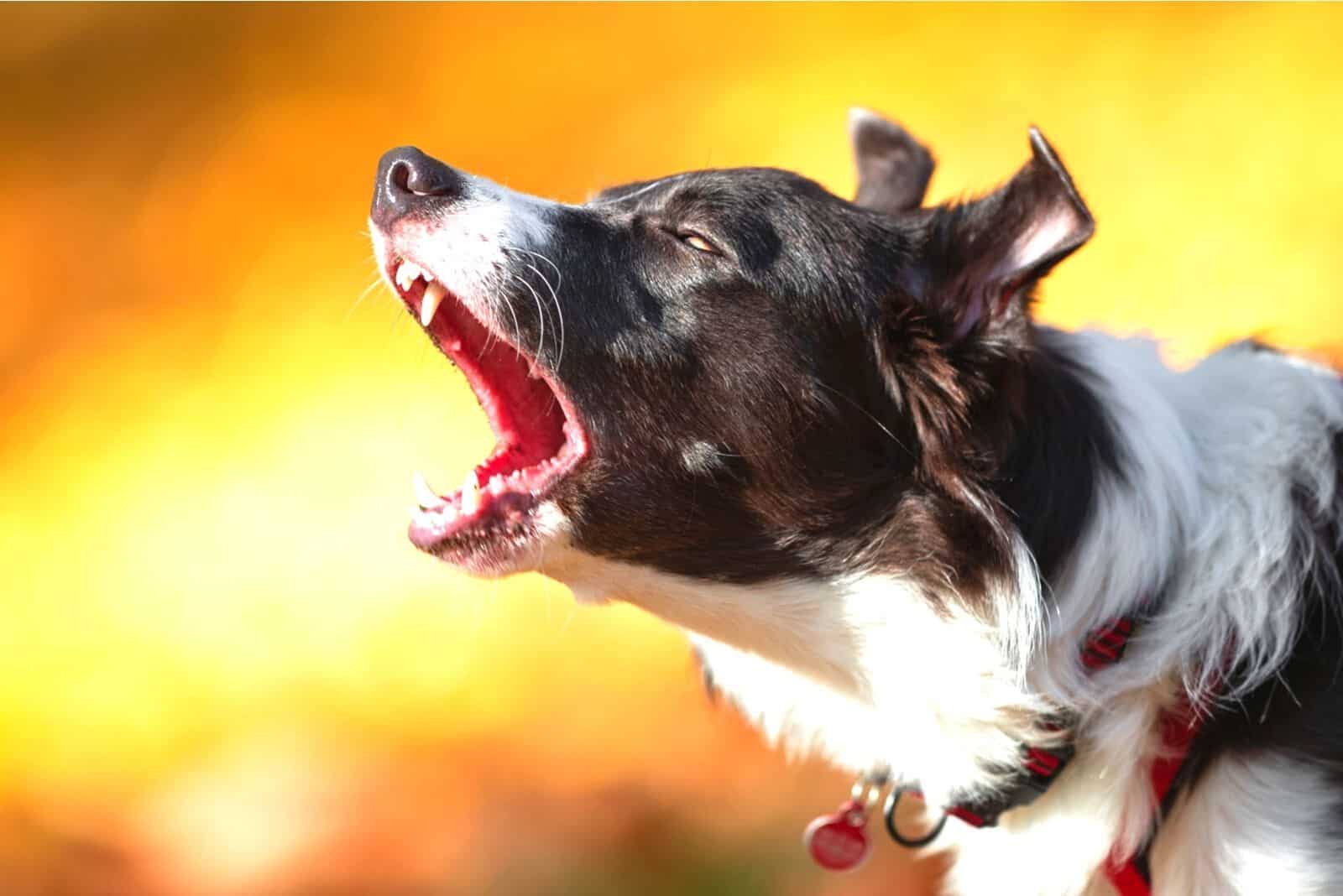 5 Causes Of Border Collie Barking And What To Do About It