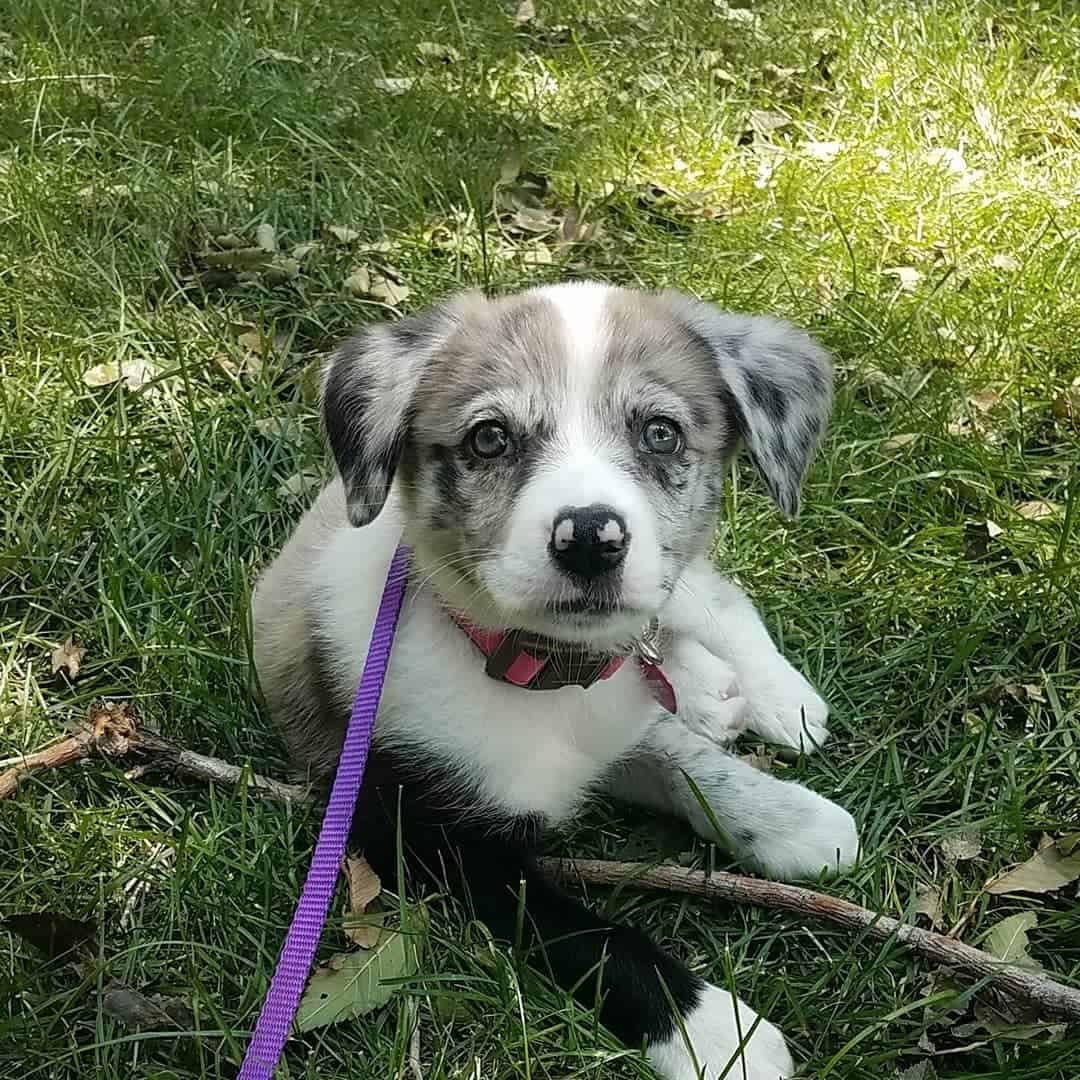 Border Collie Catahoula Mix