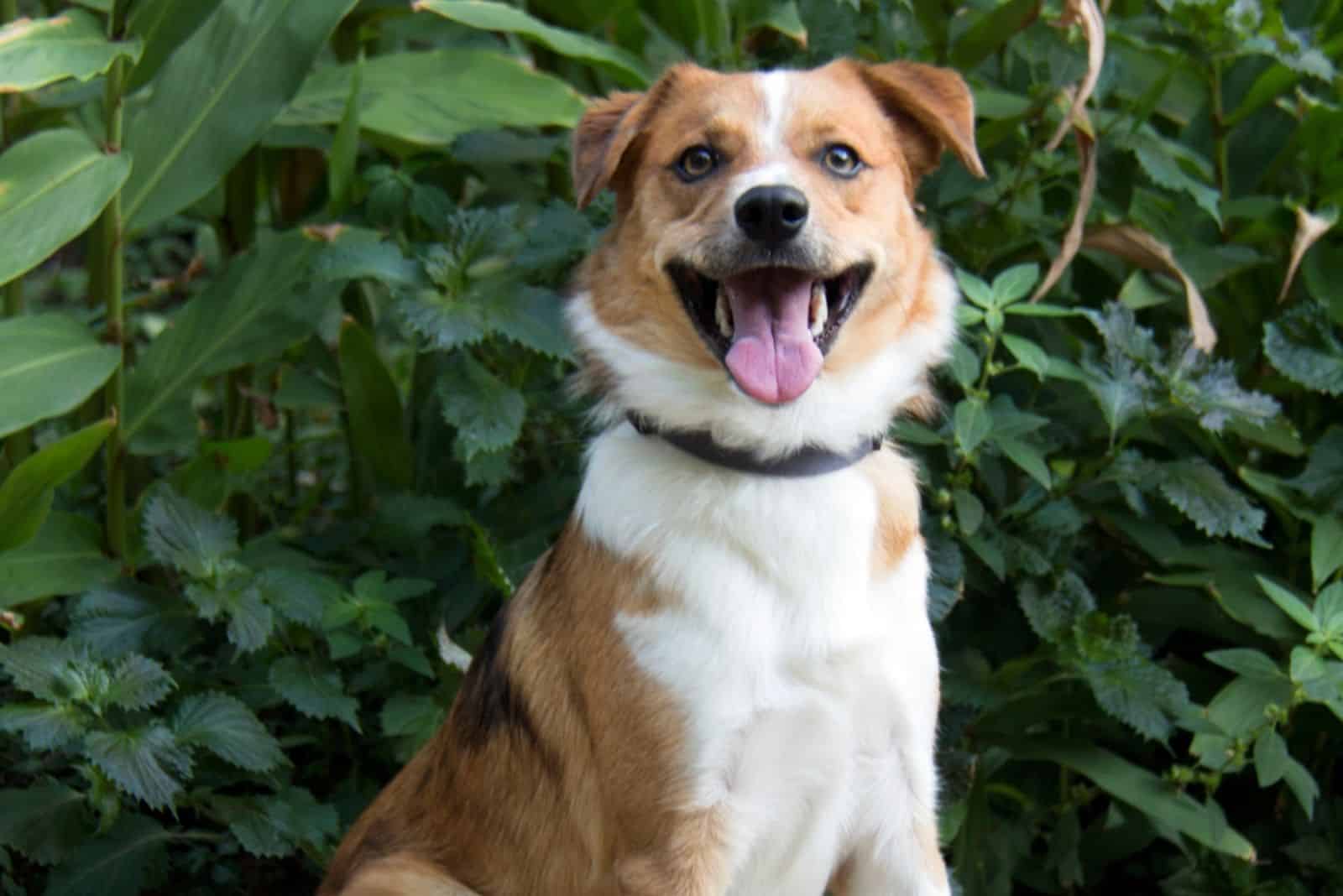 Border Collie Corgi mixed dog with tongue out with nature background