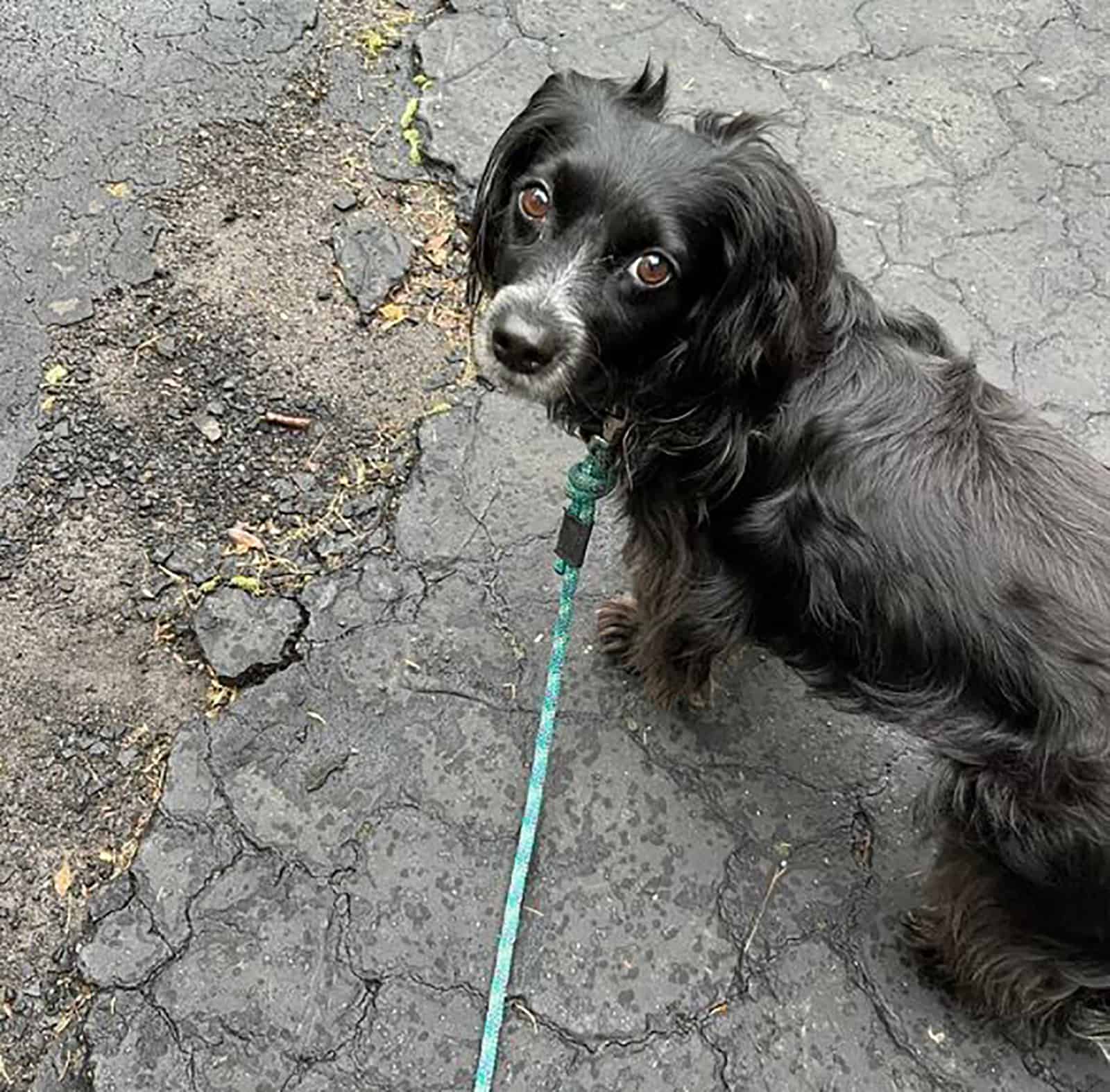 border collie dachshund dog on a leash walking