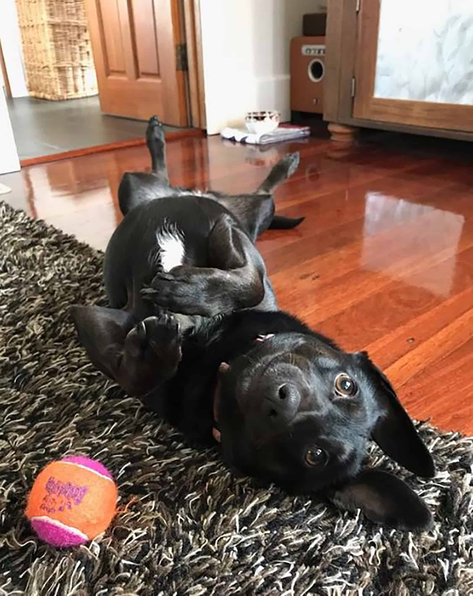 border collie dachshund lying on his back and playing with a tennis ball