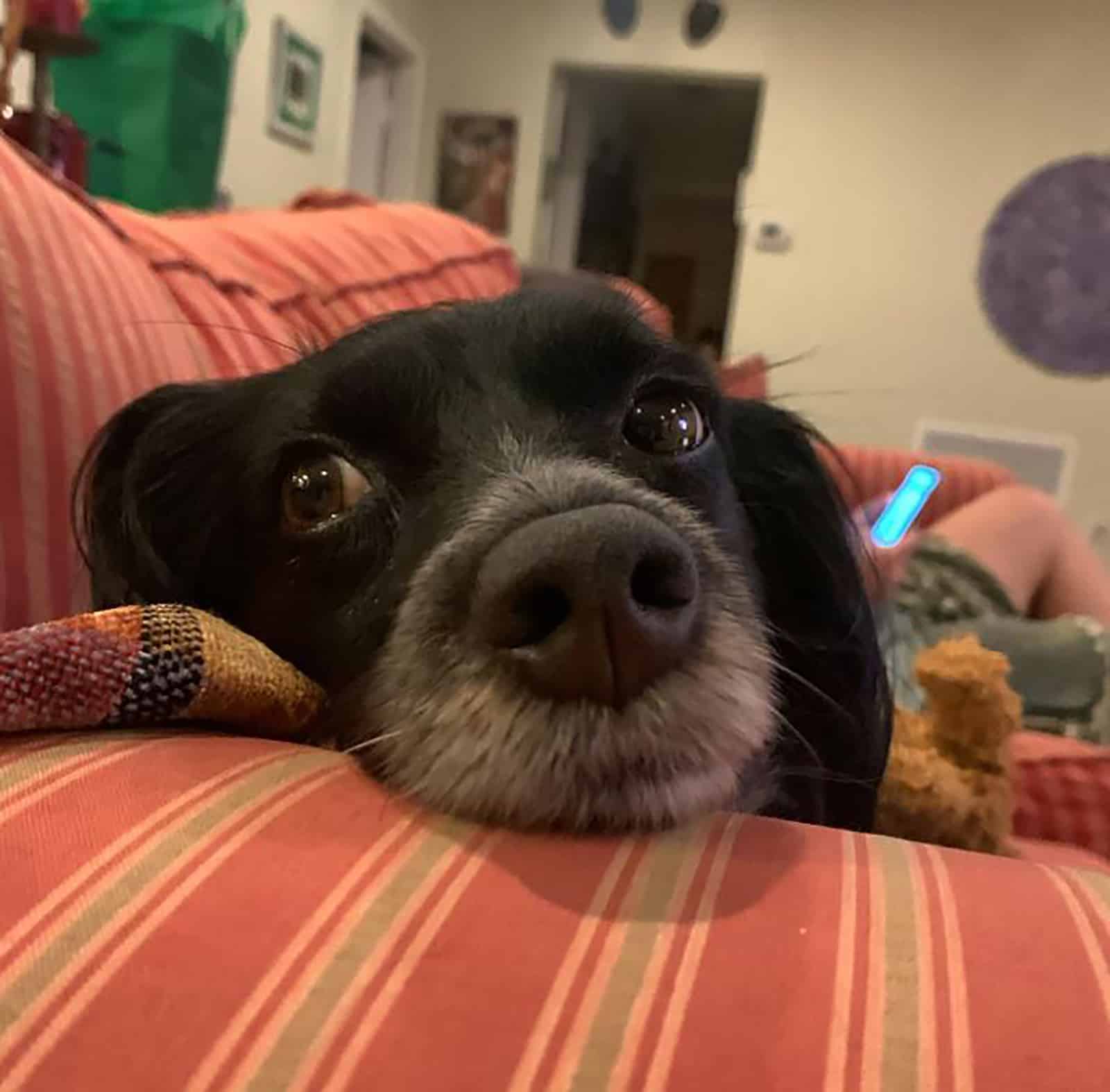 border collie dachshund lying on the couch in the living room