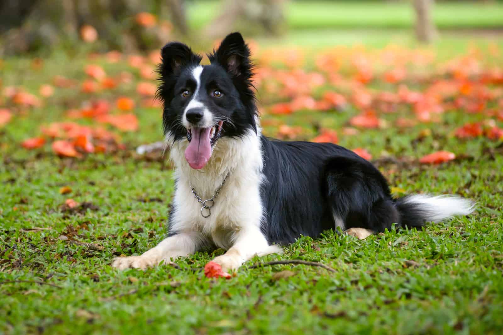 border collie dog lying down on the grass