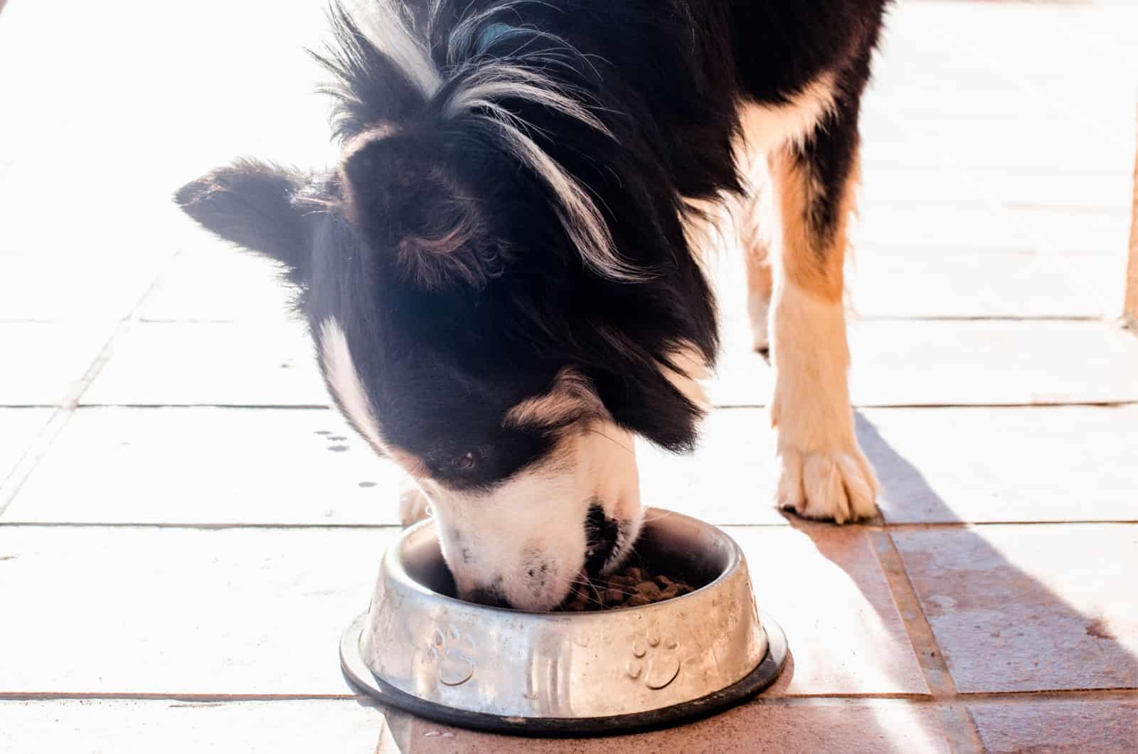 border collie eating food