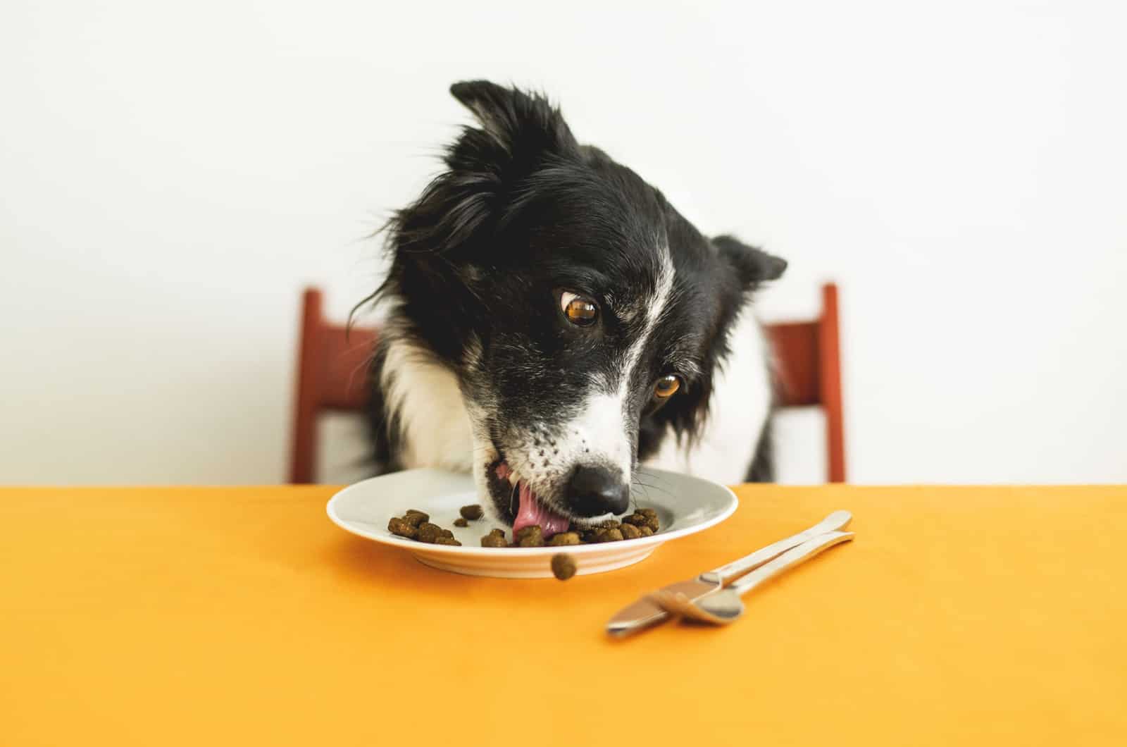 border collie eating kibble food