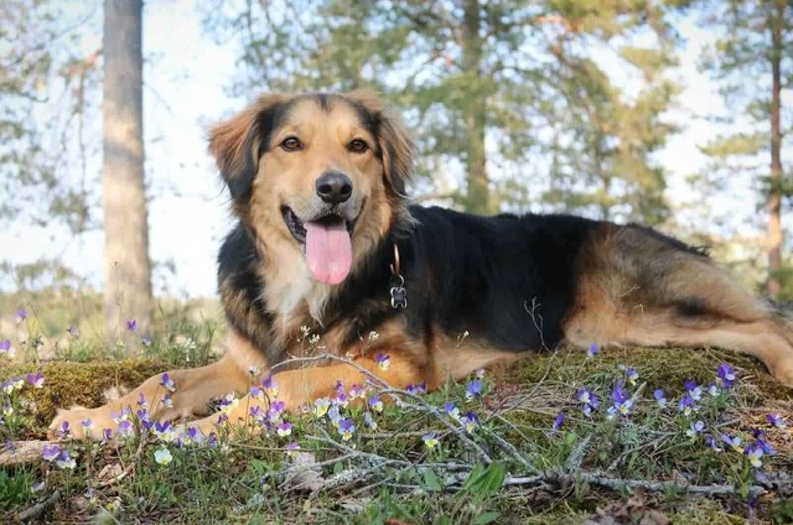 border collie golden retriever mix lying on the grass