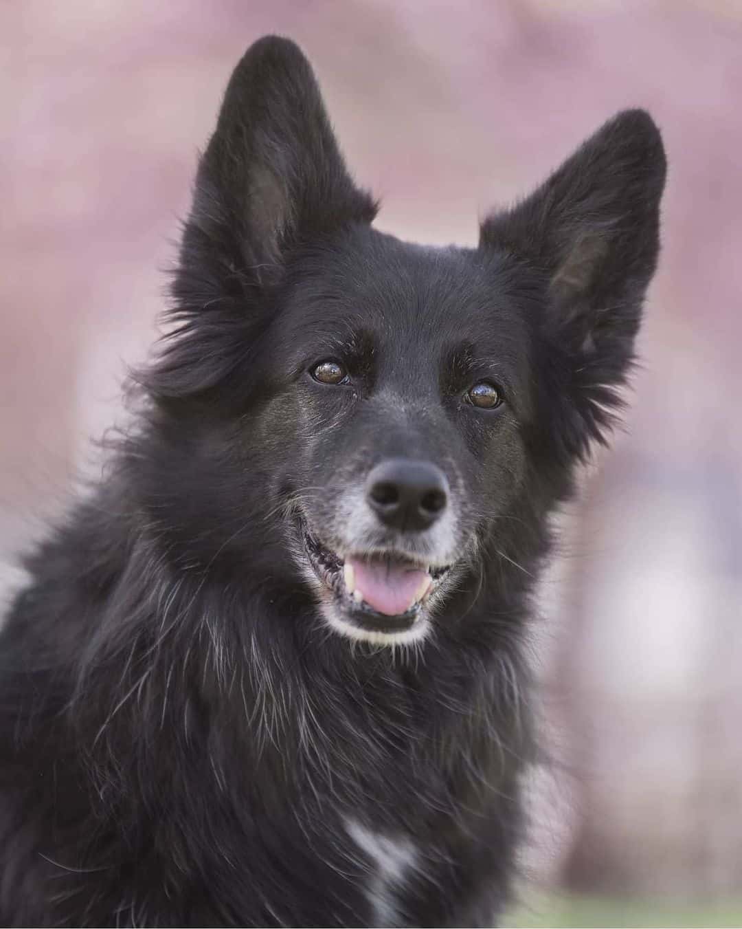 Border Collie GSD mix dog