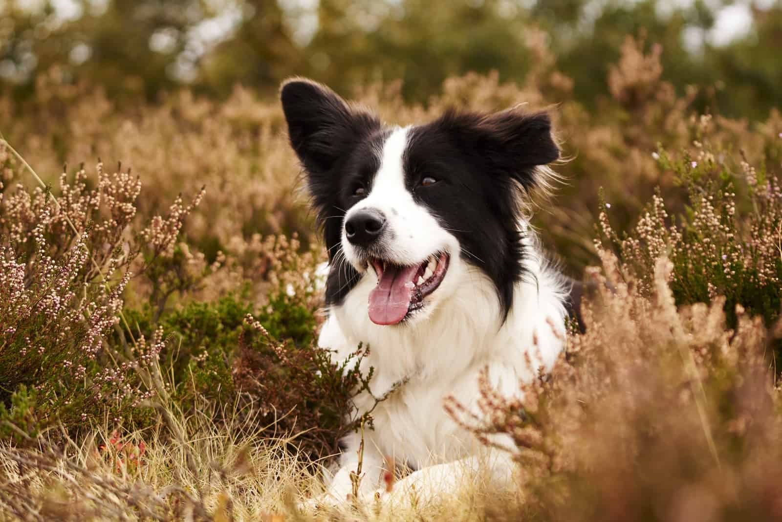 Border Collie in heather