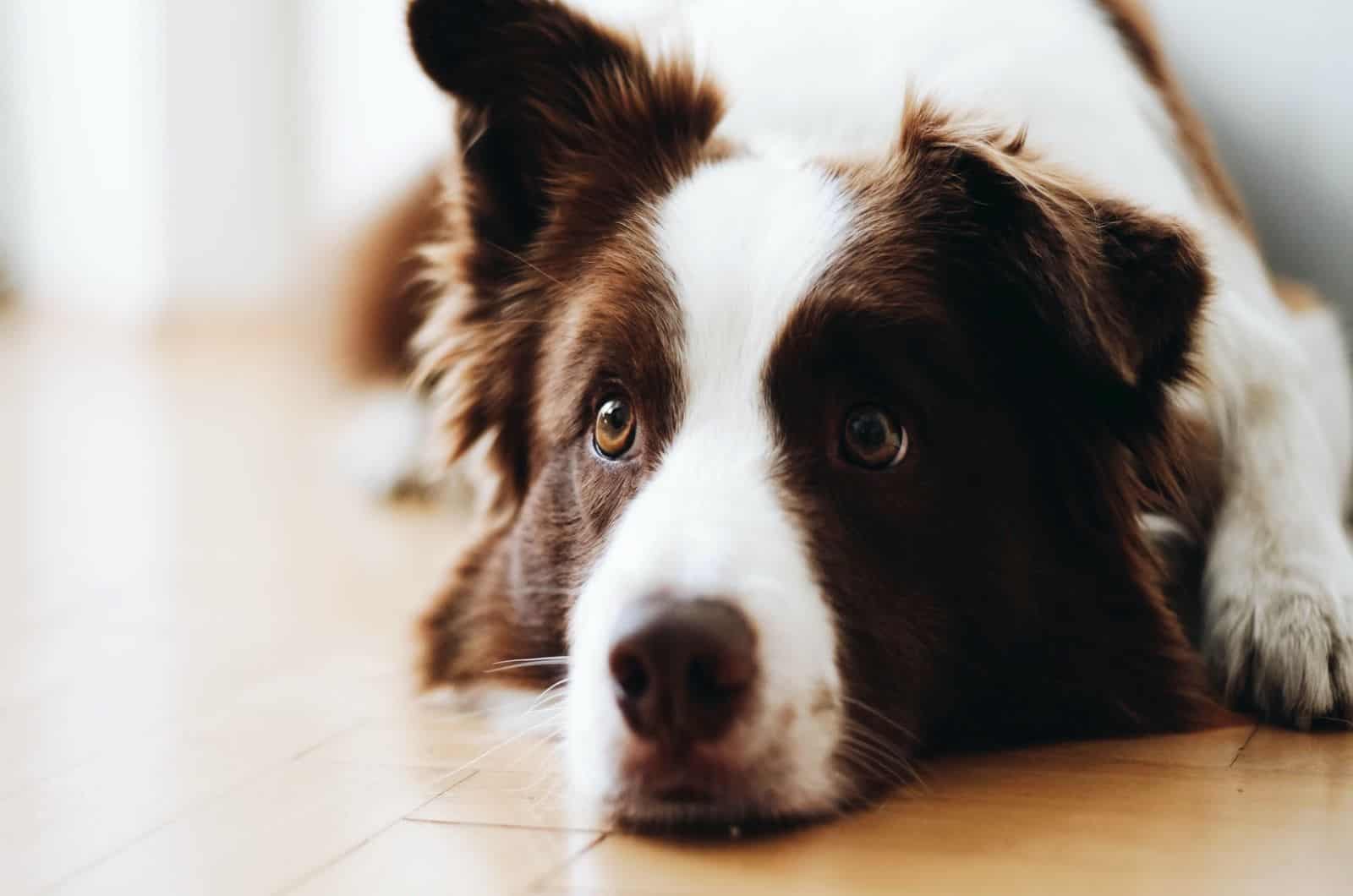 border collie lying on floor