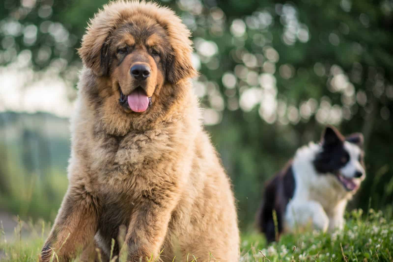 Border Collie & Mastiff