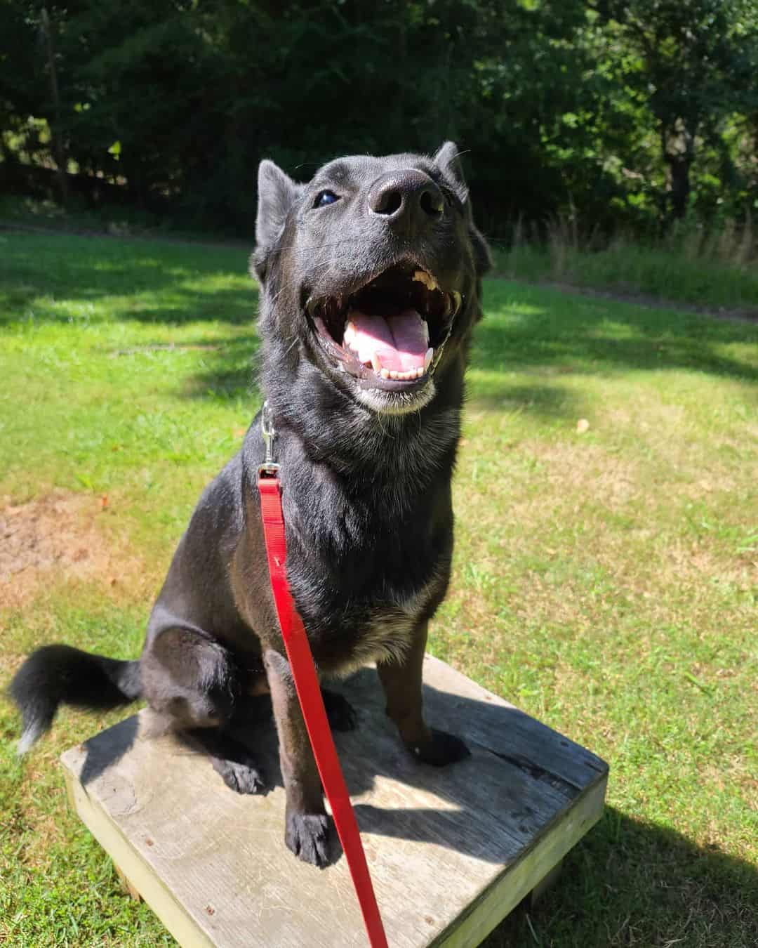 adorable Border Collie mix with German Shepherd