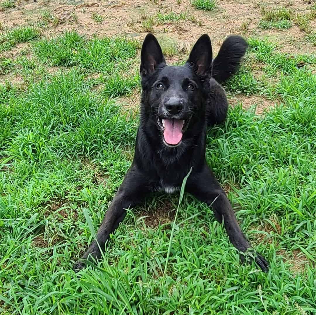 Border Collie mixed with German Shepherd lying on the grass