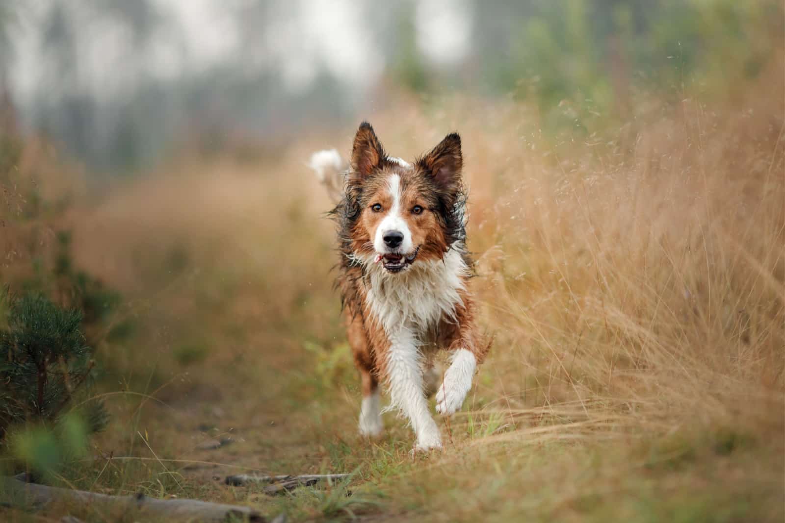 Border Collie on the nature of the morning playing