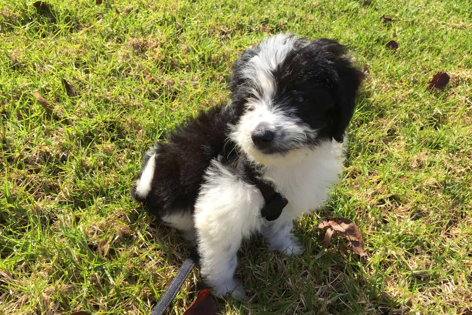 Border Collie Poodle Mix: Characteristics Of The Bordoodle