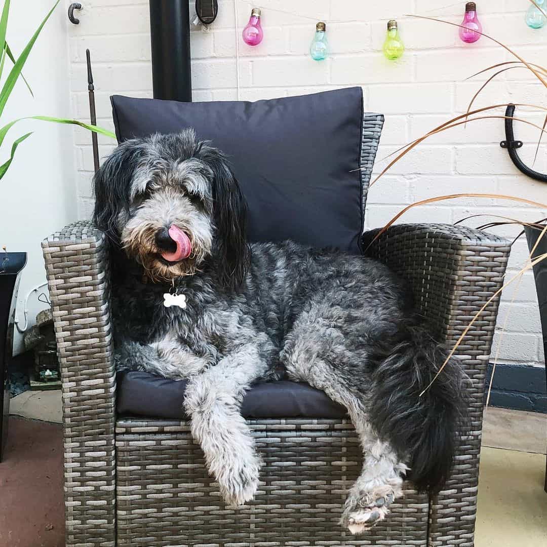 border collie poodle mix