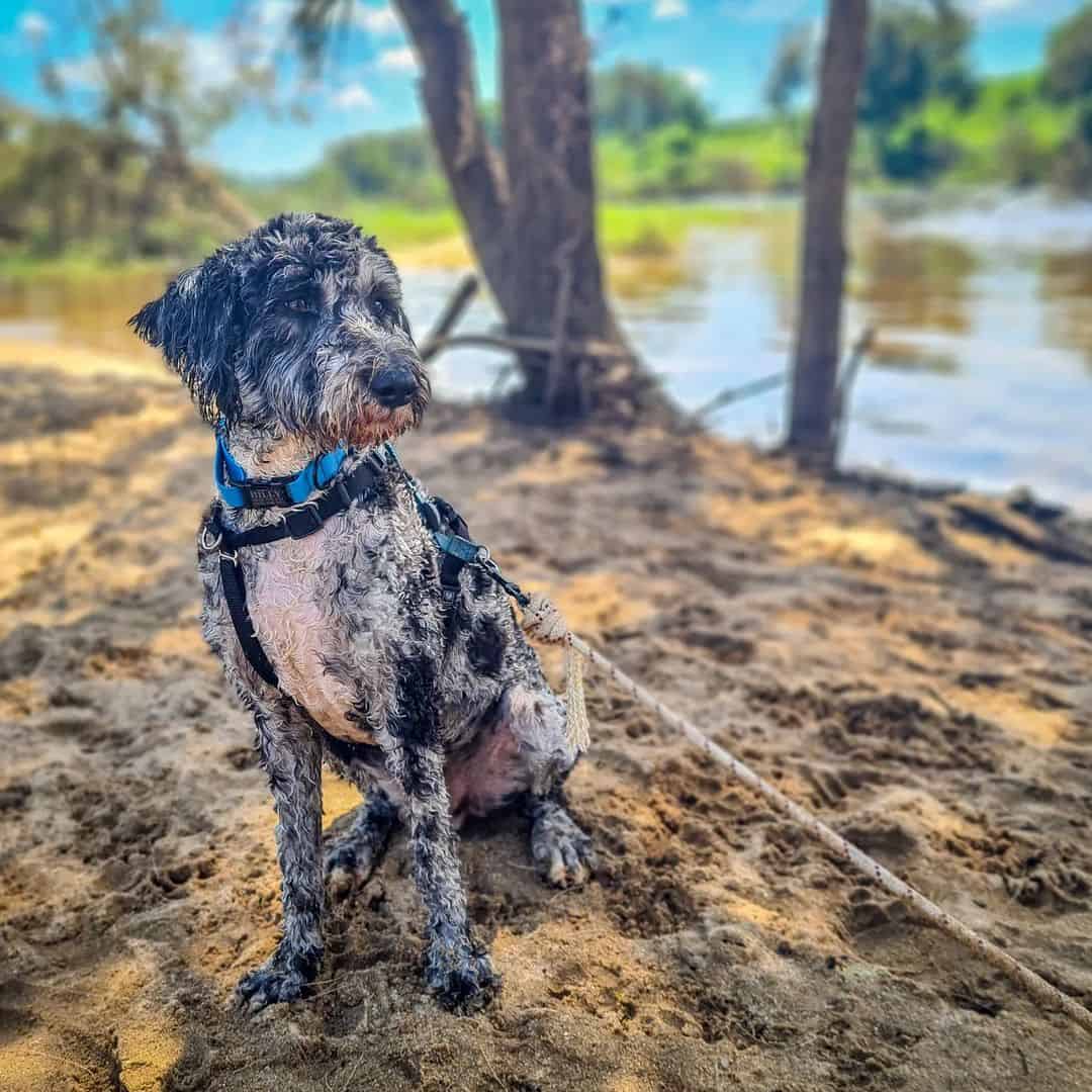 border collie poodle mixed breed dog