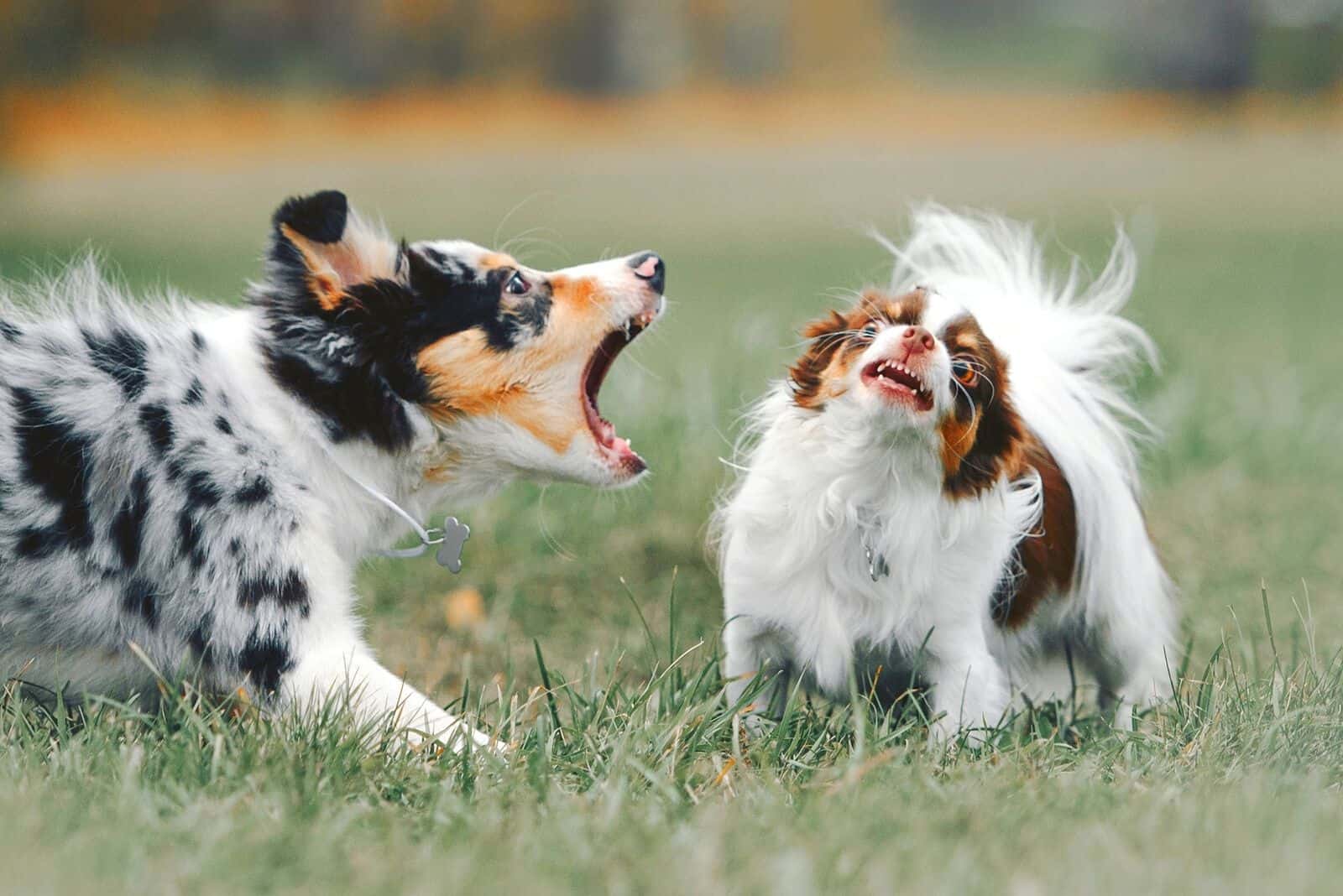 border collie puppy barking on another dog during playtime