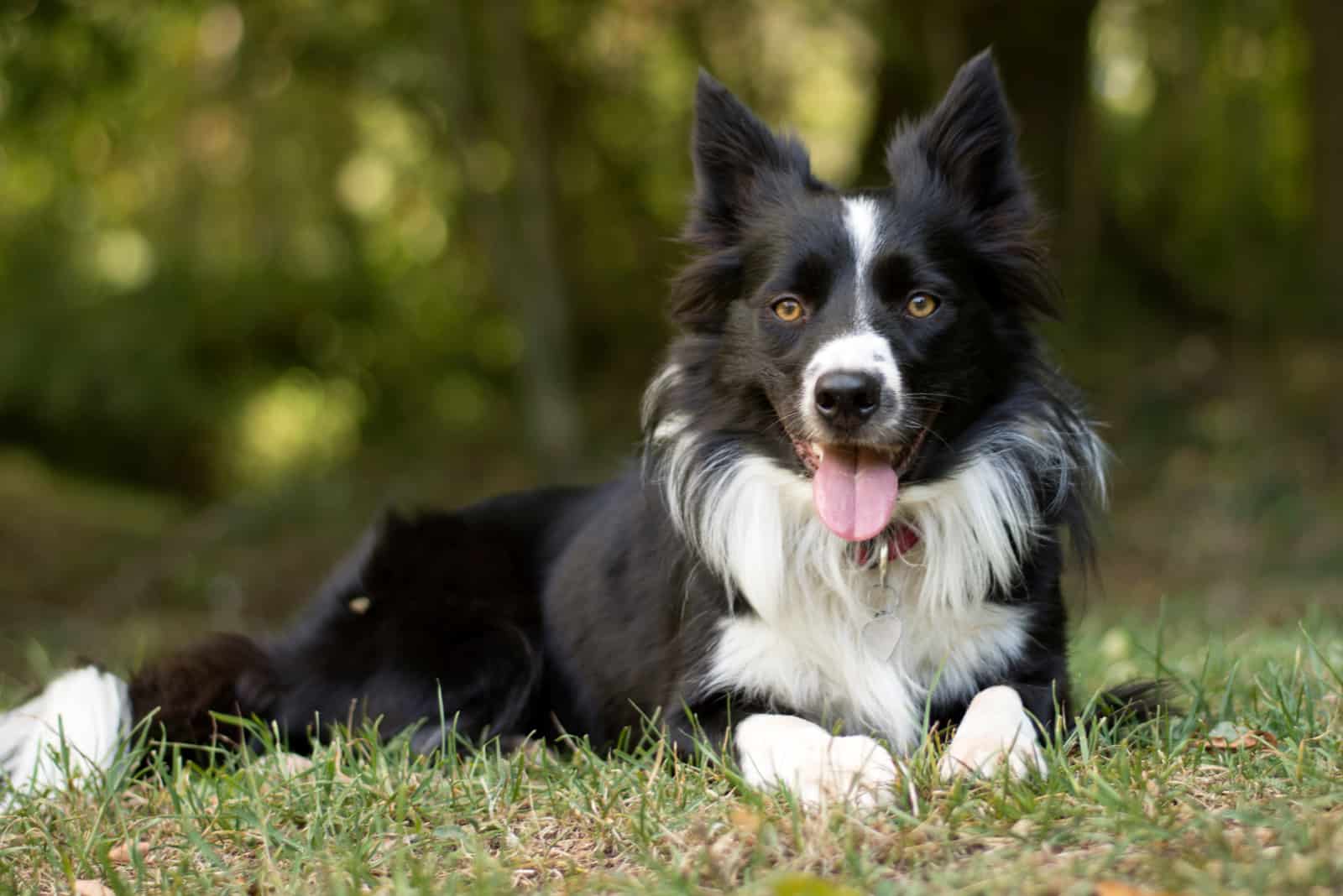 border collie puppy lying on the grass