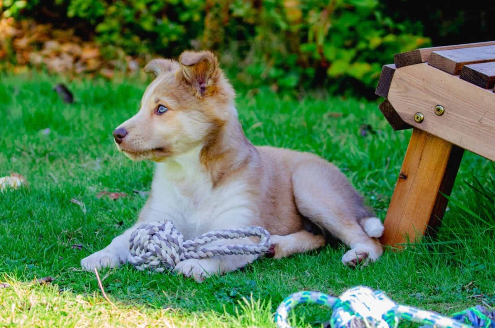 border collie puppy playing with toys in the garden