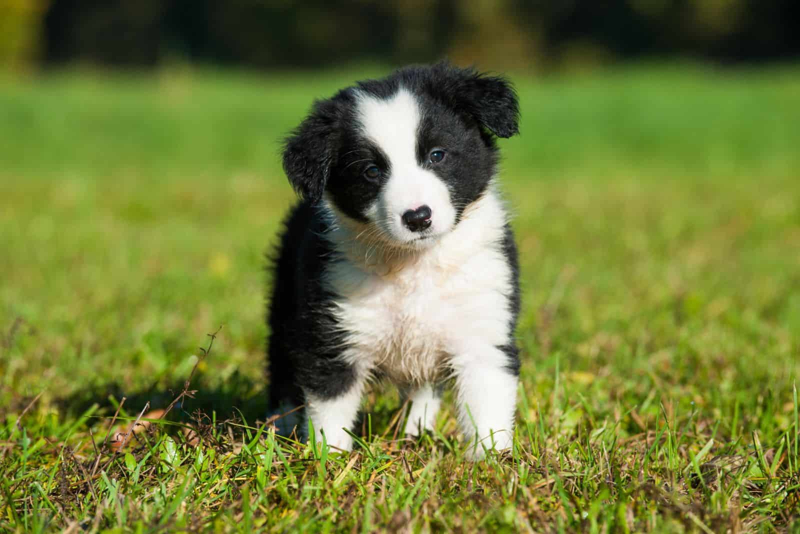 border collie puppy sitting on the grass sad