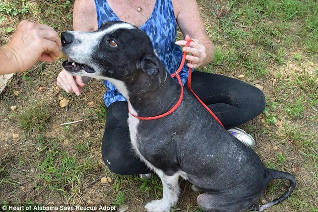 black-and-white border collie recovers from mange