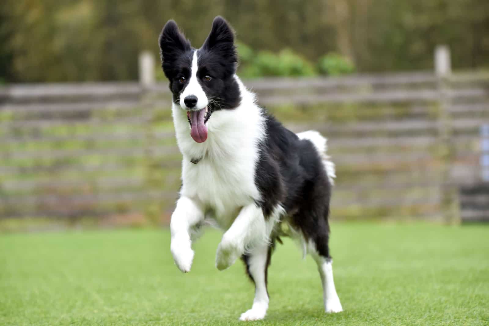 Border Collie runs around the park