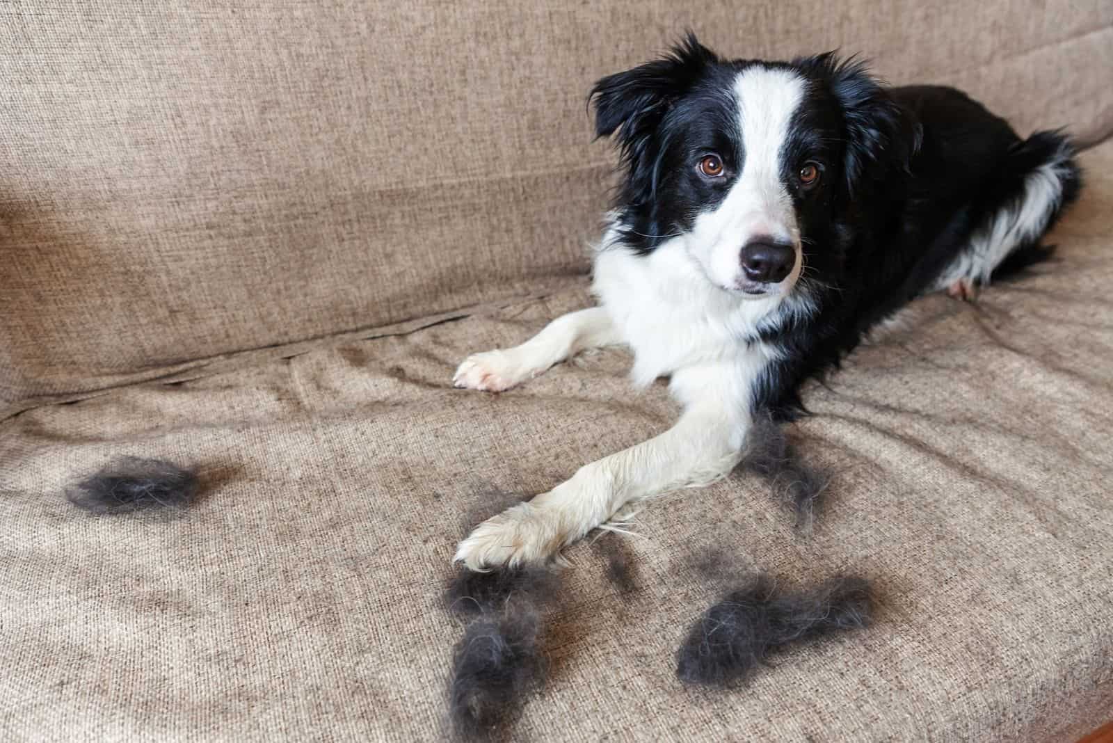 border collie shedding fur in the sofa