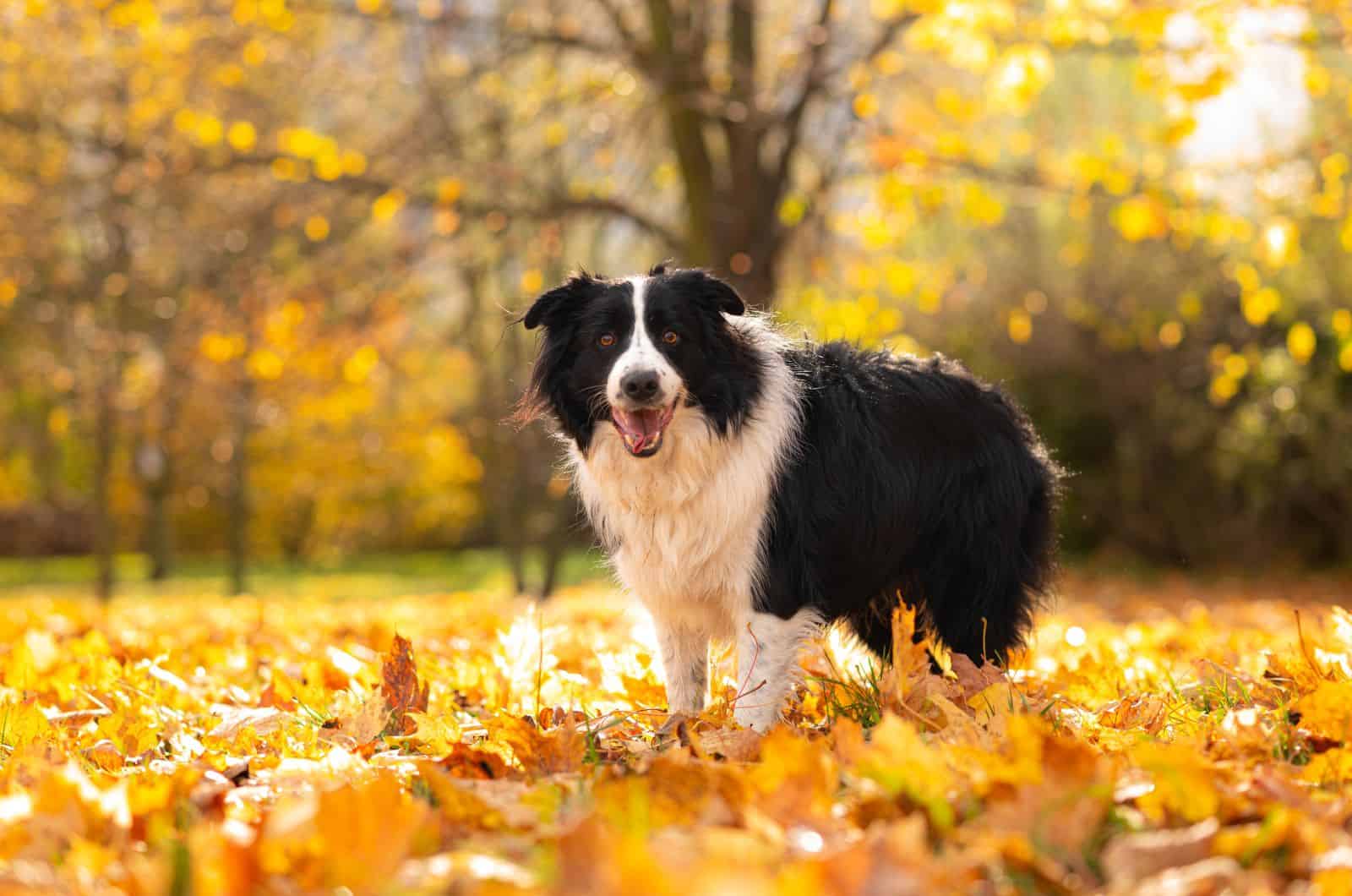 Border Collie standing on grass