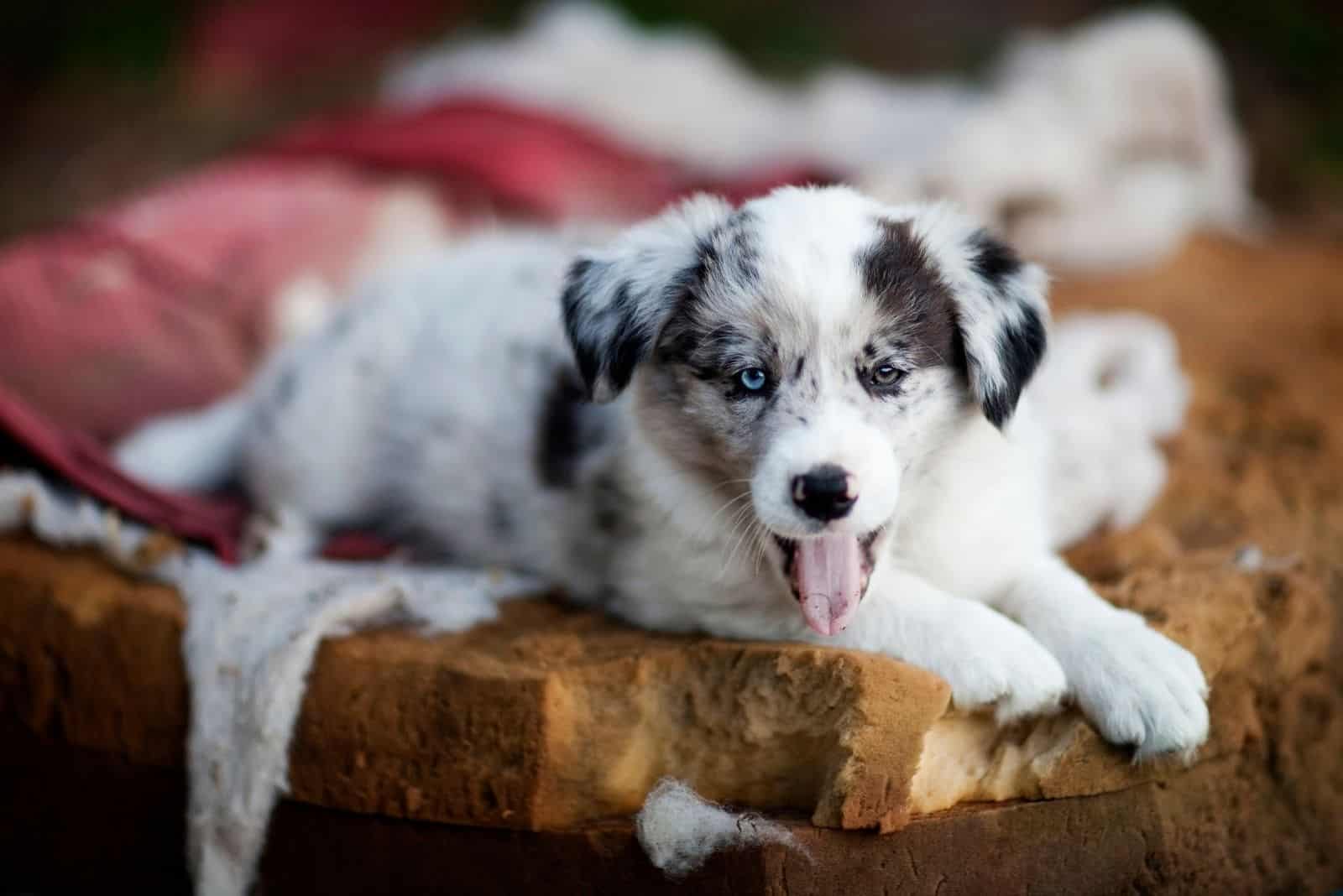 border collie yawning after waking up indoors