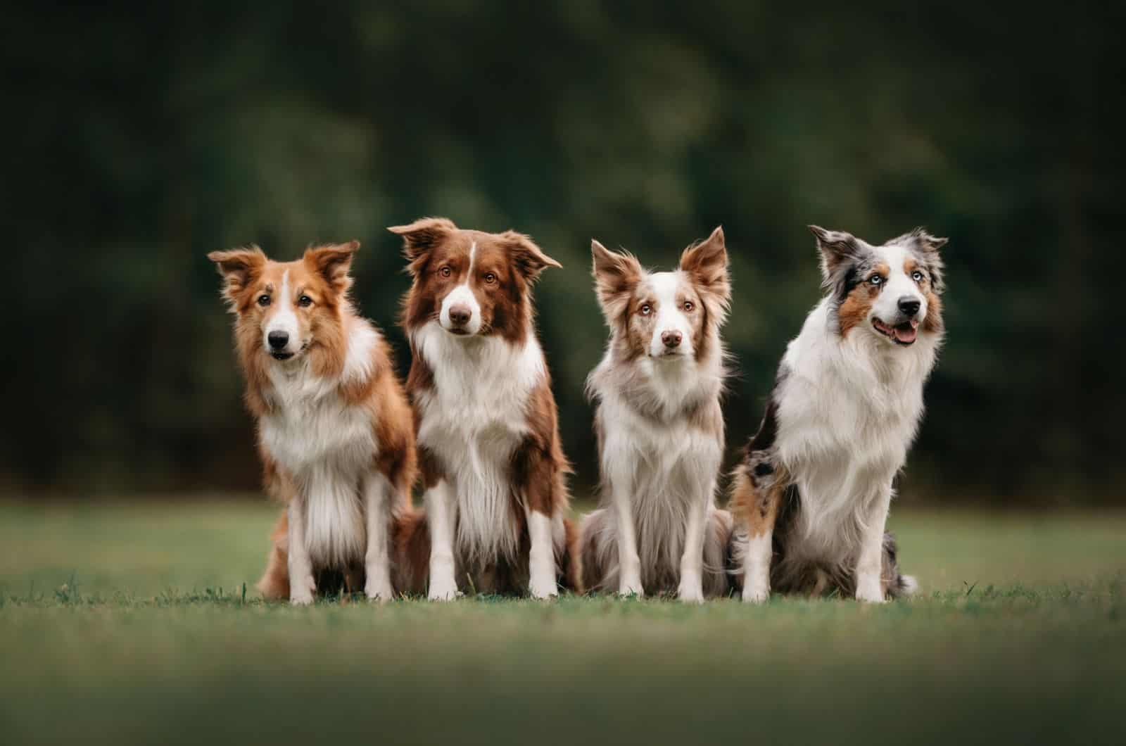 Border Collies sitting on grass