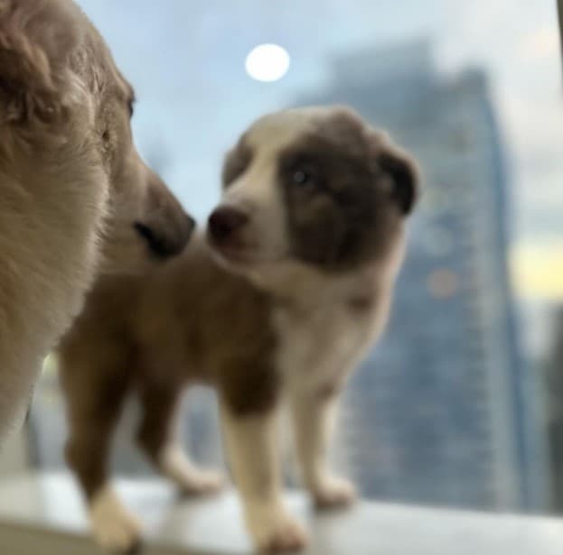 border collies take care of their puppy