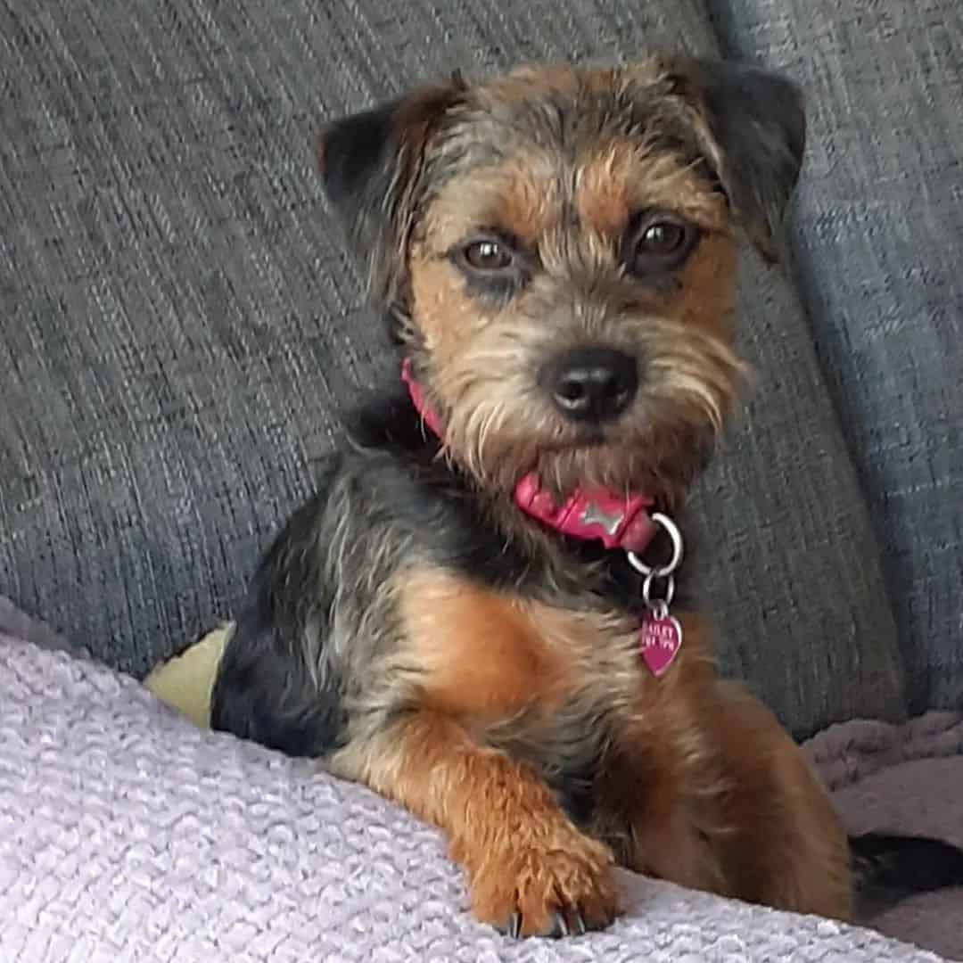 Border Terrier lying on the couch