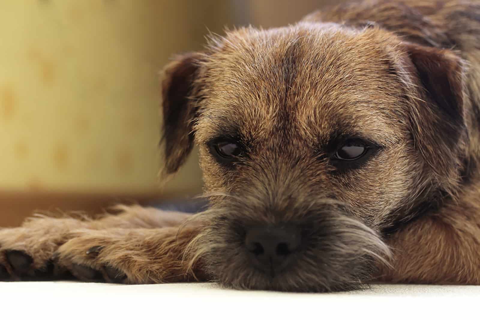 border terrier lying down